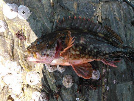 カワハギ狙い？