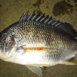 湾奥も賑わってます♪