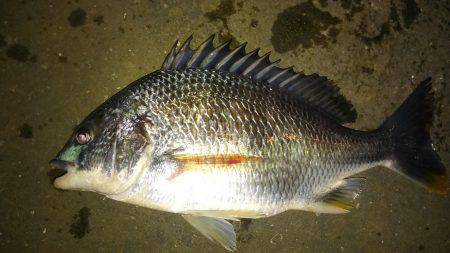 湾奥も賑わってます♪