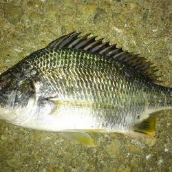 釣り人で賑わってました（笑）