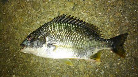 釣り人で賑わってました（笑）