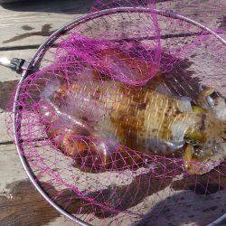 ウキ釣りでアオリイカ