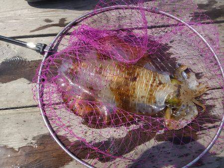 ウキ釣りでアオリイカ