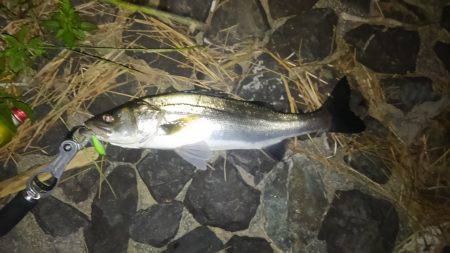 雨後に良型シーバス
