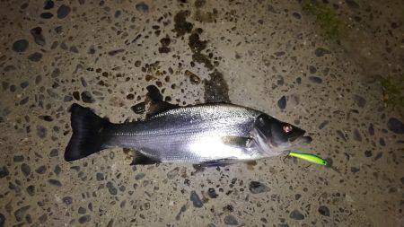 寄り道でヒラセイゴ、マルタ・・・