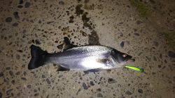 寄り道でヒラセイゴ、マルタ・・・