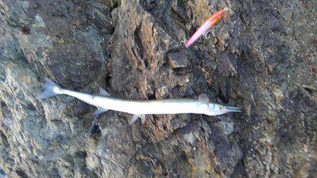 本命かなわず、長いのばかり・・・