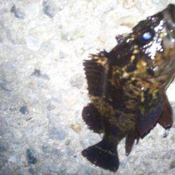 メバルは何処に？