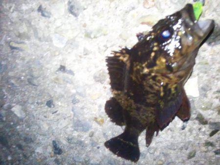 メバルは何処に？