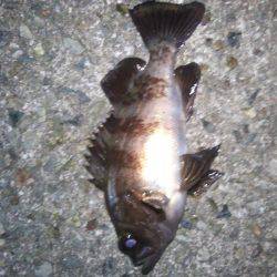 メバルいました。