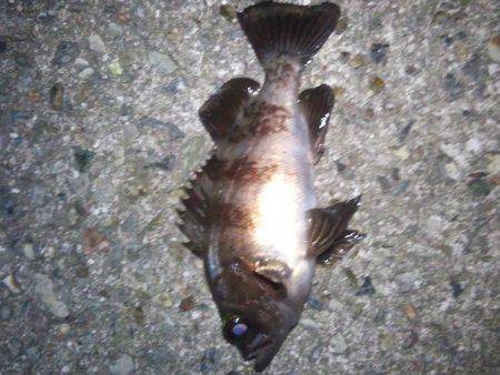 メバルいました。