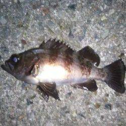 メバルいました。