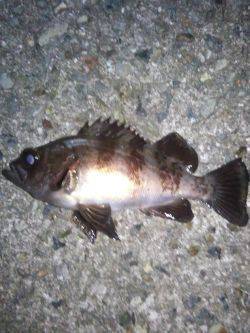 メバルいました。