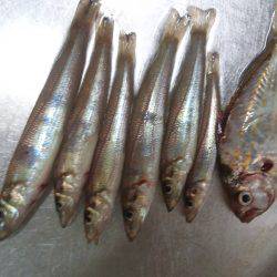 ちょい投げ(夜)