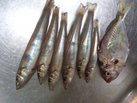 ちょい投げ(夜)