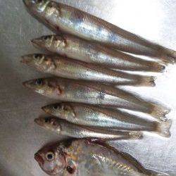 ちょい投げ(夜)