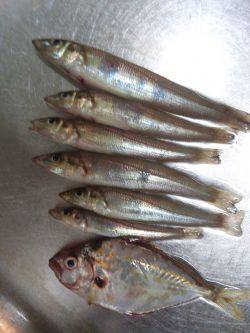 ちょい投げ(夜)