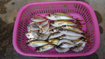 遠投サビキ～(^^)v