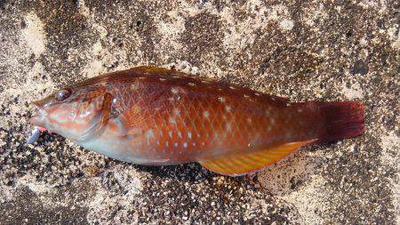 ミップル周辺で釣りをする(笑)。