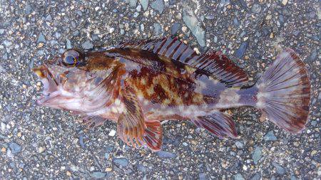 ミップル周辺で釣りをする(笑)。