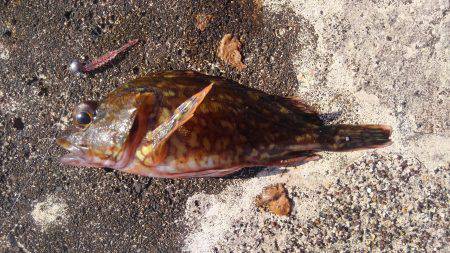 ミップル周辺で釣りをする(笑)。