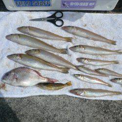 洲本港で満足な釣果