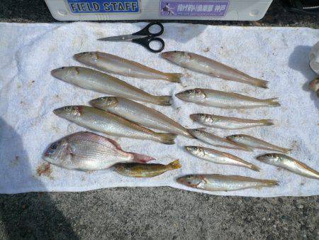 洲本港で満足な釣果