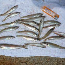 久々の浦港でキス狙い