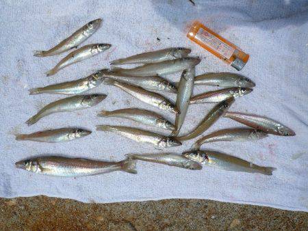 久々の浦港でキス狙い