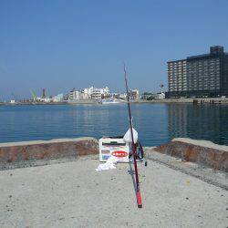 ピンギスモードに突入か