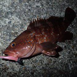 ライトワインドで爆釣♪