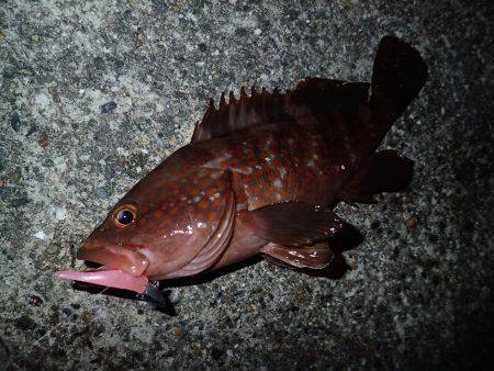 ライトワインドで爆釣♪