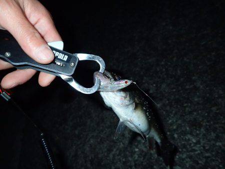 サーフでドン！