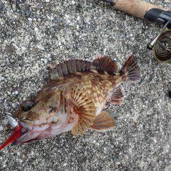 こちらもライトワインドパラダイス♪