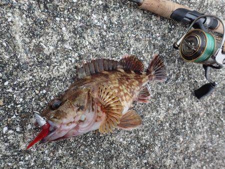 こちらもライトワインドパラダイス♪