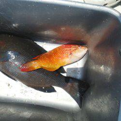 こんなん出ました・・・