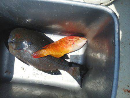 こんなん出ました・・・