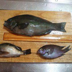 今季初グレ1枚!