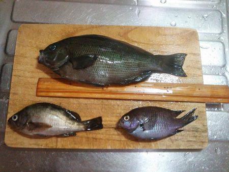 今季初グレ1枚！