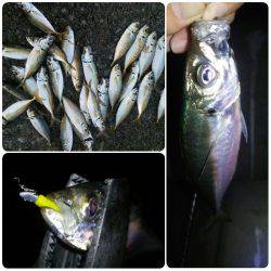 暗闇アジング＆メバリング＆チョイ投げキスゲー！