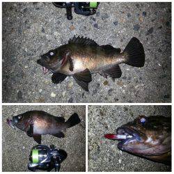 メバル 高活性!!