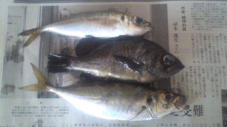 鯵の数が少な過ぎ