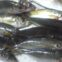 鯵の群れは小さい様子