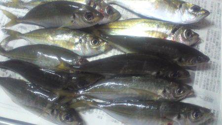 鯵の群れは小さい様子