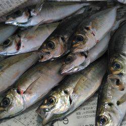 群れが居ないかと思いました。