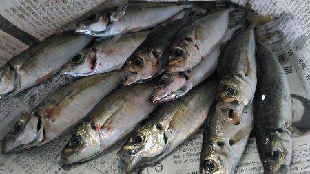 群れが居ないかと思いました。