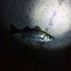 バチは多いが・・・