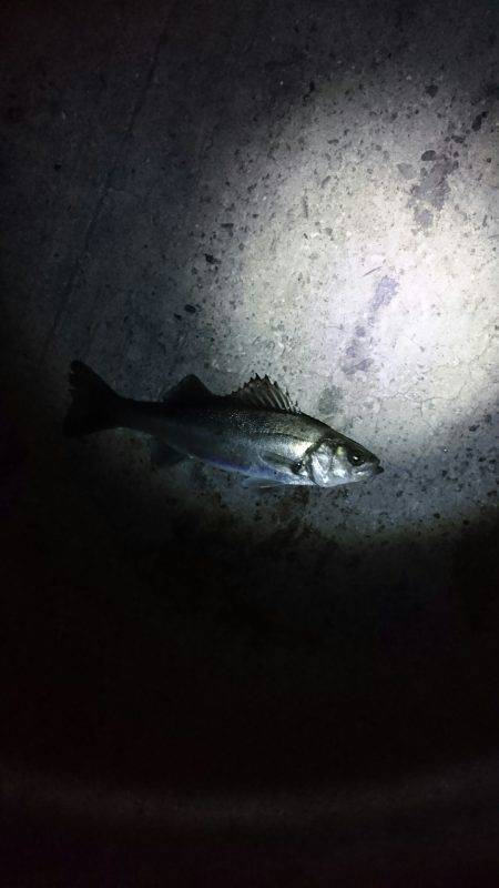 バチは多いが・・・