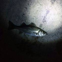 バチは多いが・・・