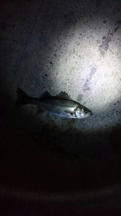 バチは多いが・・・